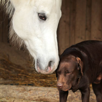 Pferd-Hund-Vertrauen