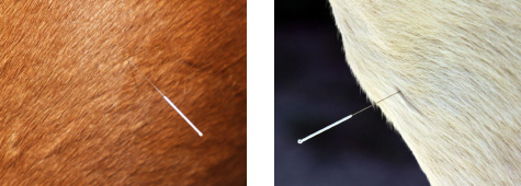 Akupunktur bei Pferden
