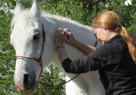 Stresspunktmassage bei Pferden