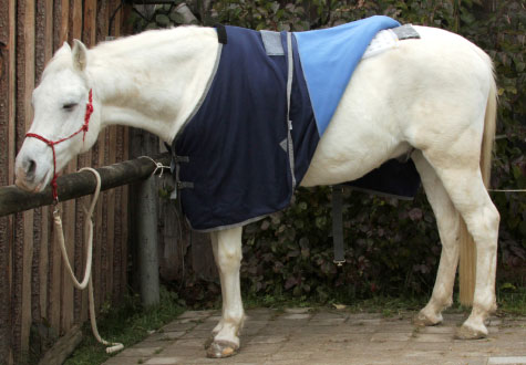 Wärmetherapie bei Pferden